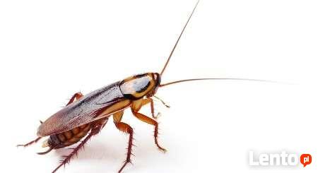 Zakład DDD - Dezynfekcja Dezynsekcja Deratyzacja Kędzierzyn