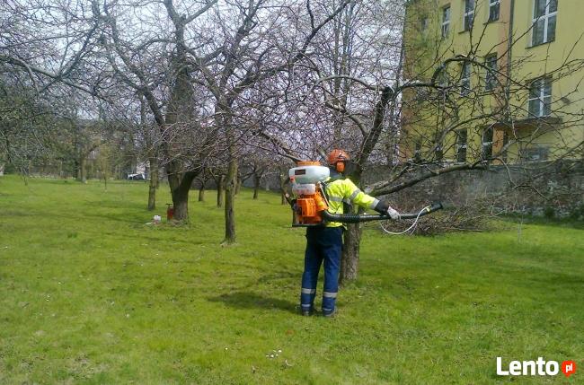 przycinanie drzew owocowych