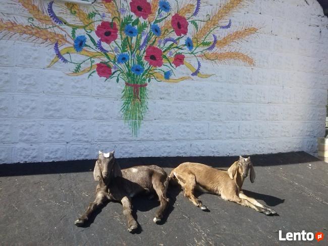 Agroturystyka inna niż wszystkie - Zagroda Zalipie !