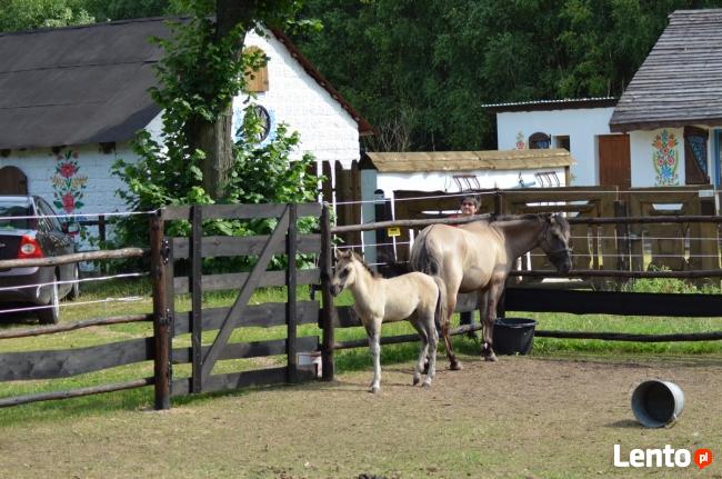 Agroturystyka inna niż wszystkie - Zagroda Zalipie !