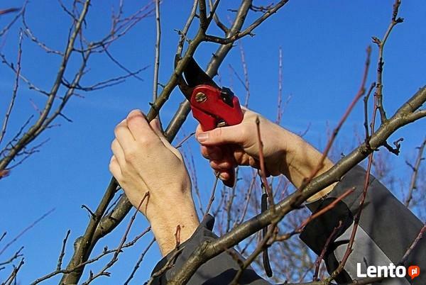 Przycinanie drzew i krzewów, cięcię drewna do kominka