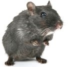 Abc Insekt Białystok Zwalczanie pluskiew, Odpluskwianie