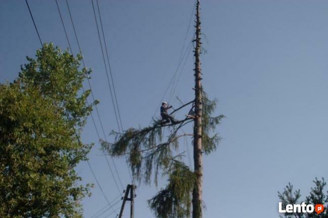 Wycinka Drzew, Pielęgnacja Drzew, Usuwanie Gałęzi, Korzeni