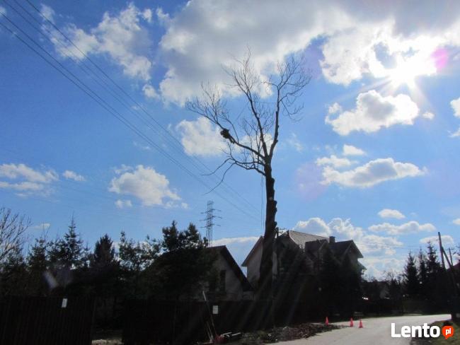 Wycinka i Pielęgnacja Drzew, Usuwanie Gałęzi, Korzeni Kraków