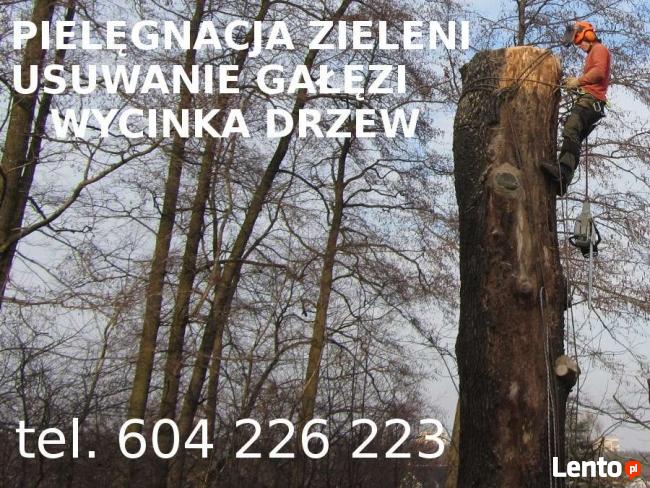 Alpinistyczna WYCINKA i Pielęgnacja DRZEW Dębica
