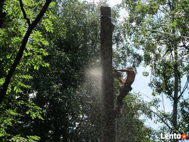 Wycinka i Pielęgnacje Drzew, Usuwanie Korzeni - Tarnów