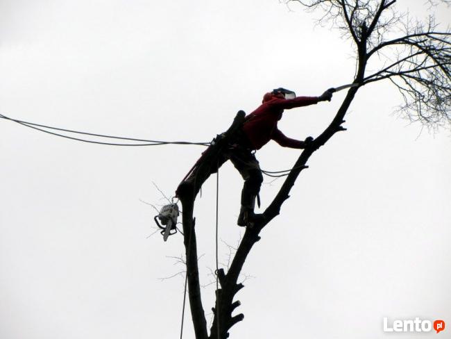 Wycinka Drzew, Pielęgnacja Drzew, Usuwanie Gałęzi, Korzeni