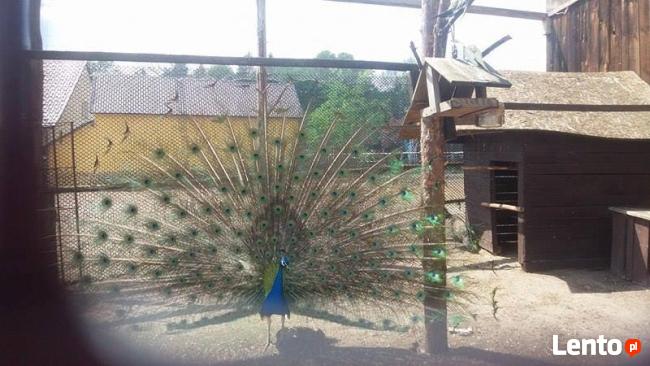 Zielona szkoła, wycieczka Szkolna