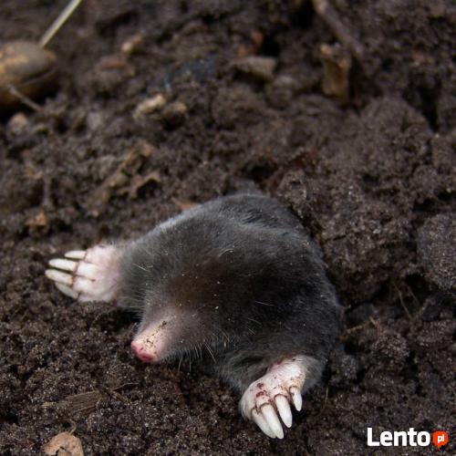 Skuteczny odstraszacz kretów zwalczanie likwidacja Antykret