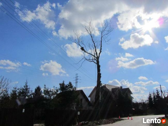 Alpinistyczna Wycinka i Przycinka Drzew Dębniki, Skawina