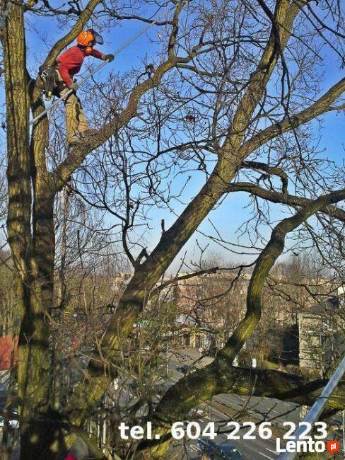 Alpinistyczna WYCINKA i PRZYCINKA Drzew Kraków