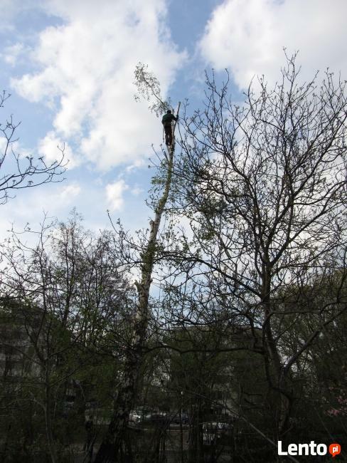 Alpinistyczna WYCINKA i PRZYCINKA Drzew Kraków