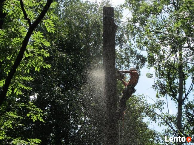 Wycinka Drzew, Usuwanie Gałęzi Alpinistycznie Kraków