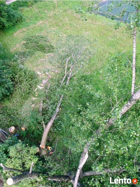 Wycinka Drzew, Usuwanie Gałęzi Alpinistycznie Kraków