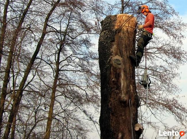 Alpinistyczna Wycinka i Przycinka Drzew Dębniki, Skawina