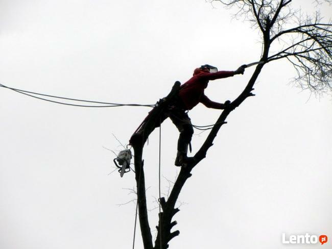 Alpinistyczna WYCINKA i PRZYCINKA Drzew Kraków