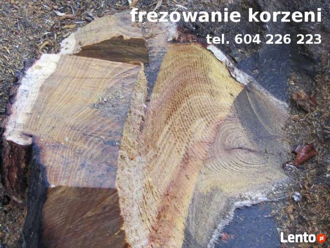 Alpinistyczna WYCINKA i PRZYCINKA Drzew Kraków