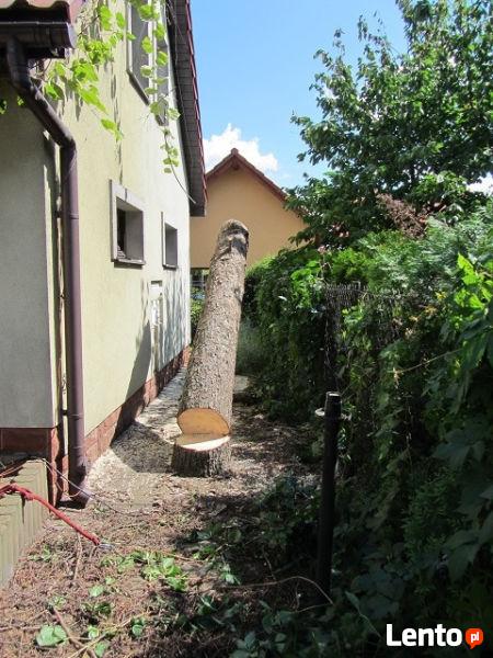 Wycinka Drzew, Usuwanie Gałęzi Alpinistycznie Kraków