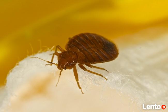 Abc Insekt Ełk Zwalczanie pluskiew Odpluskwianie mieszkań