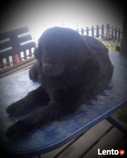 zaginęła suczka rasy NOWOFUNDLAND