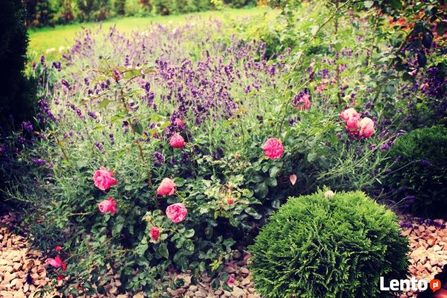 Projektowanie, pielęgnacja, aranżacja ogrodów