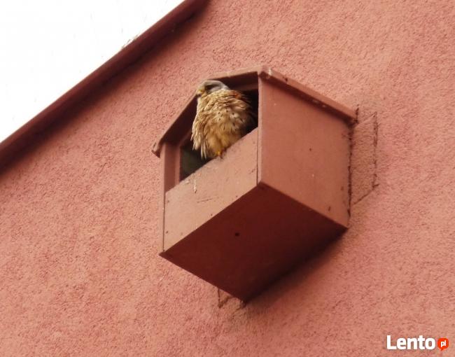 Budki lęgowe, skrzynki lęgowe