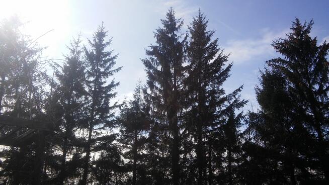 wycinanie drzew-przygotowanie terenu po budowę