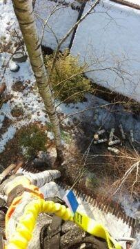 Pilarz-drwal, Arborysta wycinka i pielęgnacja drzew rębak