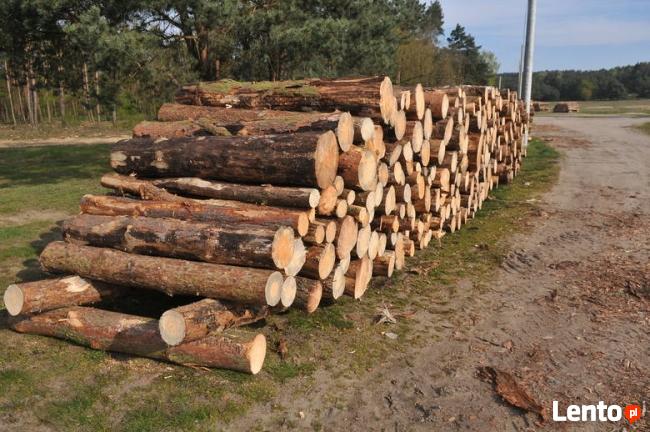 Wycinka drzew atrakcyjne ceny !!!