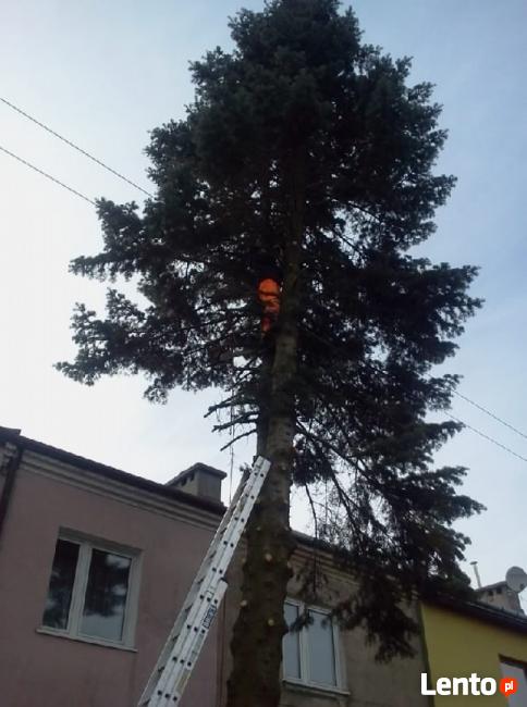 Wycinki drzew podcinanie gałęzi zrębkowanie lubelskie