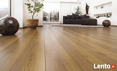 drzewa szybko rosnące Paulownia