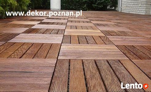 drzewa szybko rosnące Paulownia