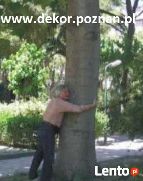 drzewa szybko rosnące Paulownia