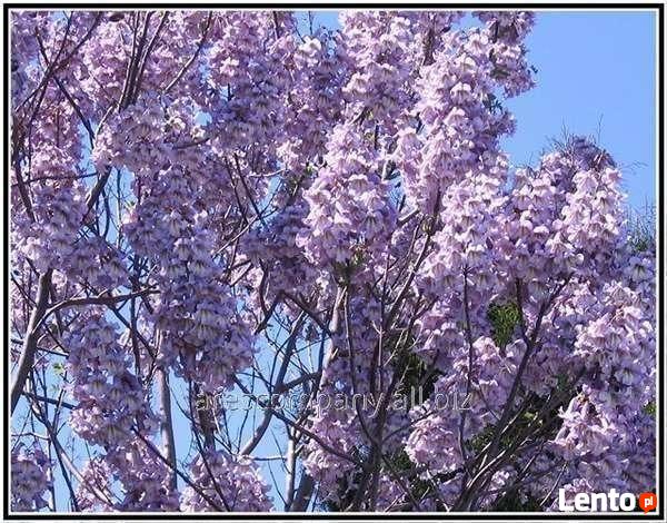 drzewa szybko rosnące Paulownia