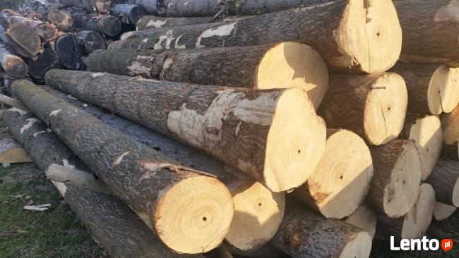 drzewa szybko rosnące Paulownia