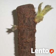 drzewa szybko rosnące Paulownia