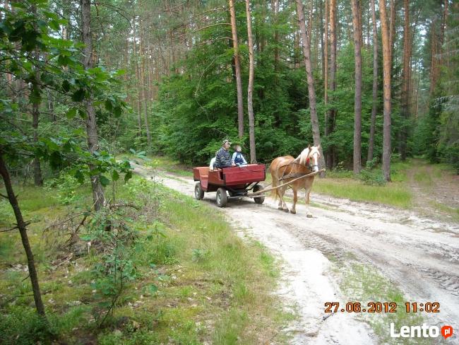 Przejażdzki bryczką, noclegi, kuligi, spływy kajakowe