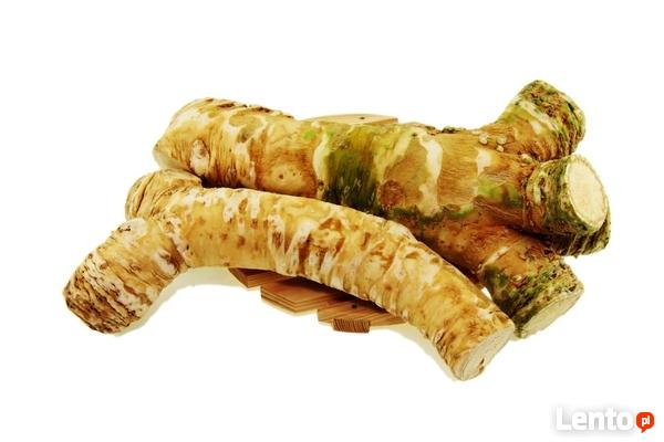 Chrzan Piękna Sadzonka Najlepsza Polska Odmiana 2L