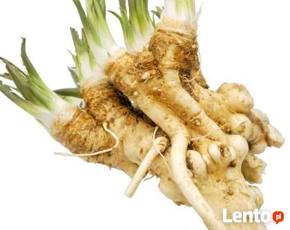 Chrzan Piękna Sadzonka Najlepsza Polska Odmiana 2L