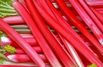 RABARBAR Malinowy NASIONA 10 szt. z 2024r.