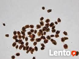 RABARBAR Malinowy NASIONA 10 szt. z 2024r.