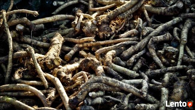 Chrzan Piękna Sadzonka Najlepsza Polska Odmiana 2L