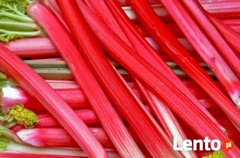 Rabarbar Malinowy Piękne Sadzonki (2- Letnie)