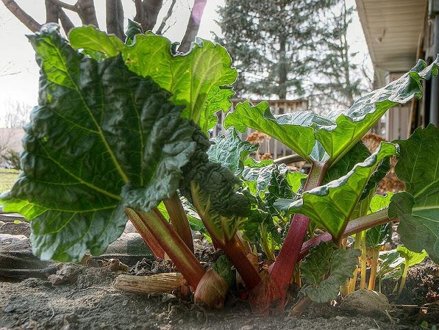 Rabarbar Malinowy Piękne Sadzonki (2- Letnie)