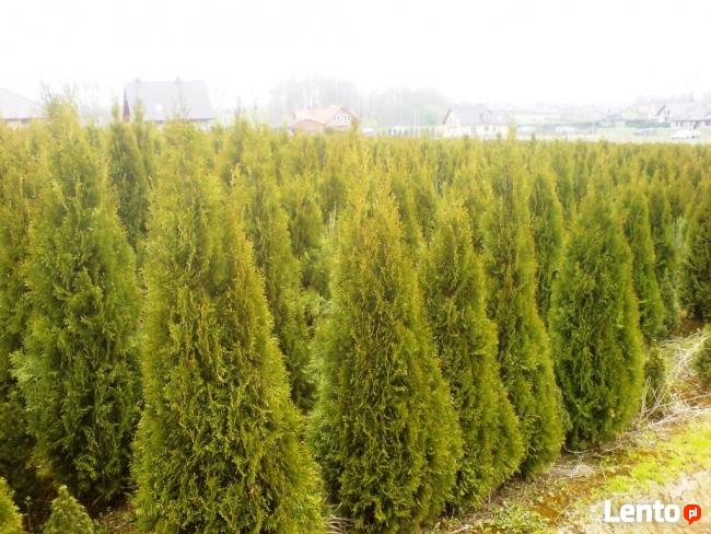 Tuje szmaragd tuja wysokie duże tanio Śląsk transport 220cm