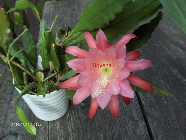 Epiphyllum - BEZ nazwy --R-A-R-Y-T-A-S--- Epifilum--Kaktus