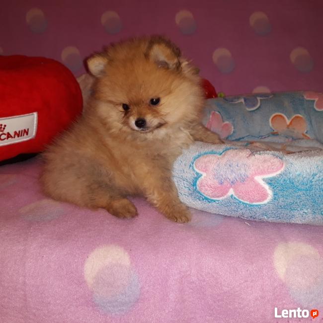 POMERANIAN-szpic miniaturowy