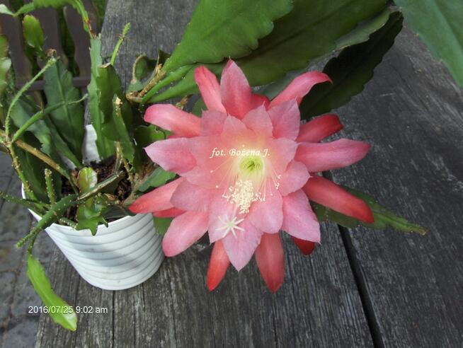 Epiphyllum - BEZ nazwy --R-A-R-Y-T-A-S--- Epifilum--Kaktus