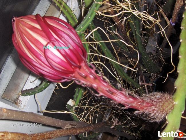 EPIPHYLLUM mullers mandarin nowość w Polsce !