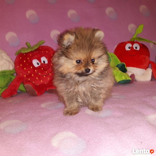 POMERANIAN-szpic miniaturowy